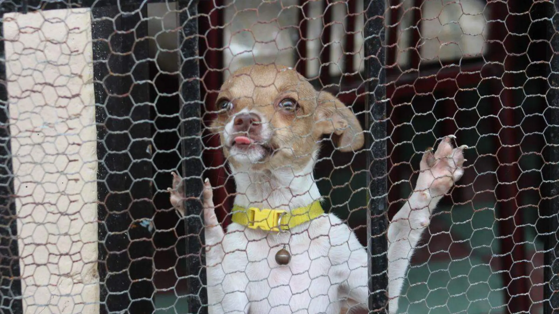 Maltro animal en Soledad de Doblado